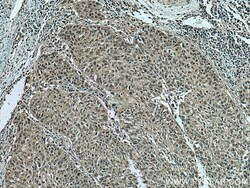 PSMA7 Mouse Monoclonal Antibody, Proteintech:Antibodies:Primary Antibodies