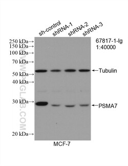 PSMA7 Mouse Monoclonal Antibody, Proteintech:Antibodies:Primary Antibodies