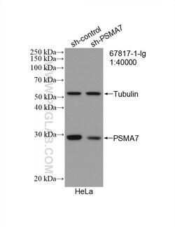 PSMA7 Mouse Monoclonal Antibody, Proteintech:Antibodies:Primary Antibodies