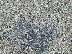 PSMB9 Mouse Monoclonal Antibody, Proteintech Unconjugated; 20 &mu;L:Antibodies,