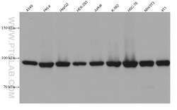 PSMD2 Mouse Monoclonal Antibody, Proteintech Unconjugated; 150 &mu;L:Anticorps,