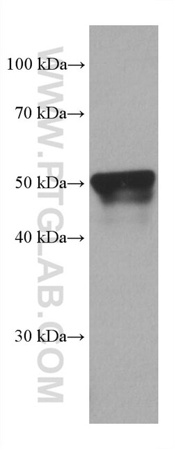 PSMD5 Mouse Monoclonal Antibody, Proteintech:Antibodies:Primary Antibodies