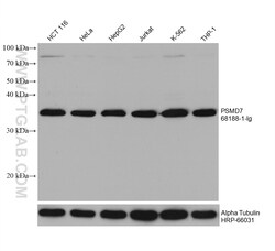 PSMD7 Mouse Monoclonal Antibody, Proteintech Unconjugated; 20 &mu;L:Antibodies,