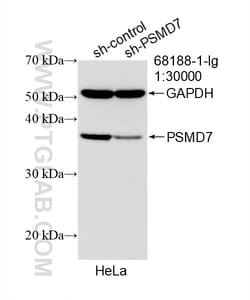 PSMD7 Mouse Monoclonal Antibody, Proteintech Unconjugated; 20 &mu;L:Antibodies,