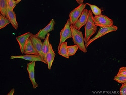 PTGES3 Mouse Monoclonal Antibody, Proteintech 150 &mu;L | Buy Online | Proteintech | Fisher Scientific