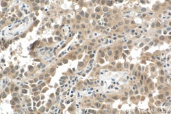 PTGES3 Mouse Monoclonal Antibody, Proteintech 150 &mu;L | Buy Online | Proteintech | Fisher Scientific