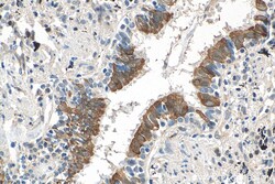 PTGES3 Mouse Monoclonal Antibody, Proteintech 150 &mu;L | Buy Online | Proteintech | Fisher Scientific