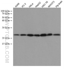 PTGES3 Mouse Monoclonal Antibody, Proteintech 150 &mu;L | Buy Online | Proteintech | Fisher Scientific