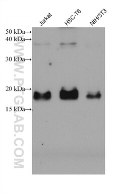 PTP4A1 Mouse Monoclonal Antibody, Proteintech Unconjugated; 20 &mu;L:Antibodies,