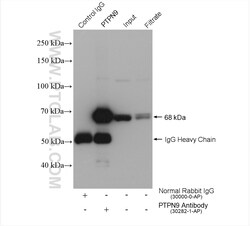 PTPN9 Rabbit Polyclonal Antibody, Proteintech:Antibodies:Primary Antibodies