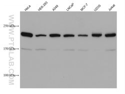 PTPRF Mouse anti-Human, Clone: 2D12G7, Proteintech 150 &mu;L; Unconjugated:Antibodies,