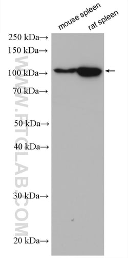 PTPRK Rabbit Polyclonal Antibody, Proteintech Unconjugated; 20 &mu;L:Antibodies,