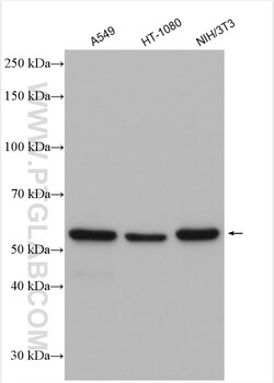PTRF Rabbit Polyclonal Antibody, Proteintech:Antibodies:Primary Antibodies