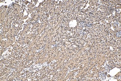 PXR Mouse Monoclonal Antibody, Proteintech:Antikroppar:Primära antikroppar