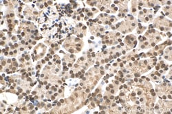 PXR Mouse Monoclonal Antibody, Proteintech:Antikroppar:Primära antikroppar
