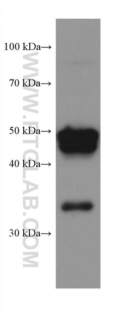 PXR Mouse Monoclonal Antibody, Proteintech:Antikroppar:Primära antikroppar