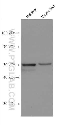 PXR Mouse Monoclonal Antibody, Proteintech:Antikroppar:Primära antikroppar