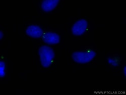 Pericentrin Rabbit Polyclonal Antibody, Proteintech Unconjugated; 150 &mu;L:Anticorps,
