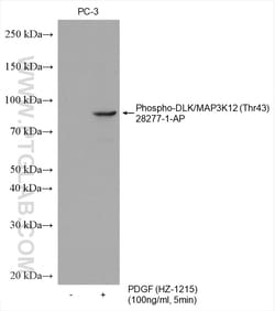 Phospho-DLK/MAP3K12 (Thr43) Rabbit Polyclonal Antibody, Proteintech Unconjugated;