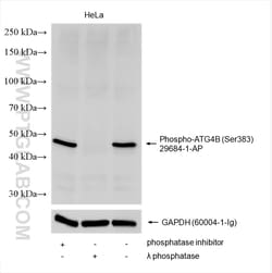 Phospho-ATG4B (Ser383) Rabbit Polyclonal Antibody, Proteintech Unconjugated;