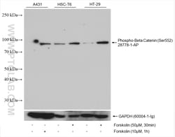 Phospho-Beta Catenin (Ser552) Rabbit Polyclonal Antibody, Proteintech Unconjugated;