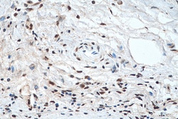 Phospho-CREB1 (Ser133) Rabbit Polyclonal Antibody, Proteintech Unconjugated;