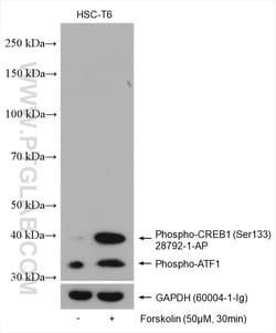 Phospho-CREB1 (Ser133) Rabbit Polyclonal Antibody, Proteintech Unconjugated;