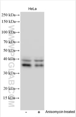 Phospho-CREB1 (Ser133) Rabbit Polyclonal Antibody, Proteintech Unconjugated;