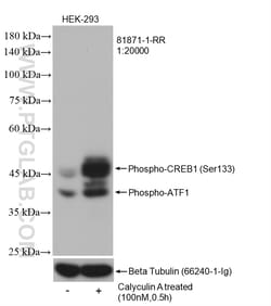 Phospho-CREB1 (Ser133) Rabbit Recombinant Antibody, Proteintech:Antibodies:Primary