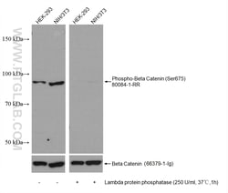 Phospho-Beta Catenin (Ser675) Rabbit Recombinant Antibody, Proteintech:Antibodies:Primary