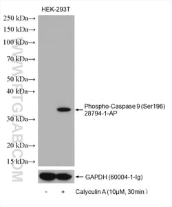 Phospho-Caspase 9 (Ser196) Rabbit Polyclonal Antibody, Proteintech Unconjugated;