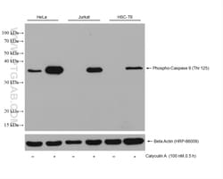 Phospho-Caspase 9 (Thr125) Mouse Monoclonal Antibody, Proteintech:Antibodies:Primary