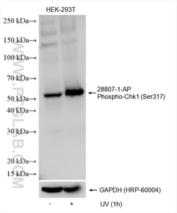 Phospho-Chk1 (Ser317) Rabbit Polyclonal Antibody, Proteintech:Antibodies:Primary