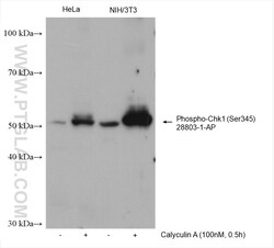 Phospho-Chk1 (Ser345) Rabbit Polyclonal Antibody, Proteintech Unconjugated;
