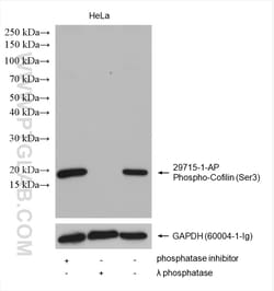 Phospho-Cofilin (Ser3) Rabbit Polyclonal Antibody, Proteintech Unconjugated;