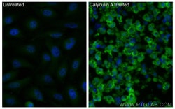 Phospho-EIF2S1 (Ser51) Mouse Monoclonal Antibody, Proteintech:Antibodies:Primary