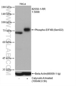 Phospho-EIF4B (Ser422) Rabbit Recombinant Antibody, Proteintech:Antibodies:Primary
