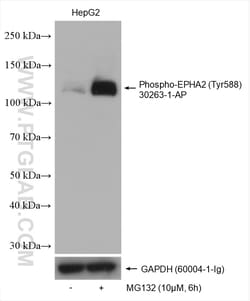 Phospho-EPHA2 (Tyr588) Rabbit Polyclonal Antibody, Proteintech Unconjugated;