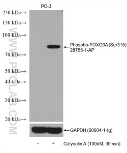 Phospho-FOXO3A (Ser315) Rabbit Polyclonal Antibody, Proteintech:Antibodies:Primary