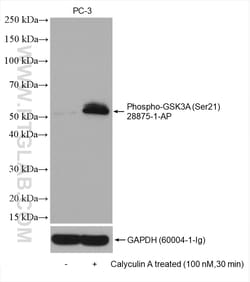 Phospho-GSK3A (Ser21) Rabbit Polyclonal Antibody, Proteintech:Antibodies:Primary
