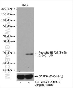 Phospho-HSP27 (Ser78) Rabbit Polyclonal Antibody, Proteintech:Antibodies:Primary
