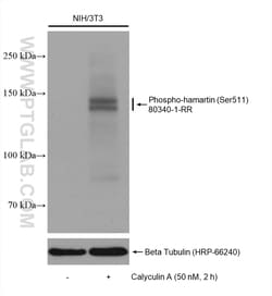Phospho-Hamartin/TSC1 (Ser511) Rabbit Recombinant Antibody, Proteintech:Antibodies:Primary