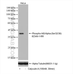 Phospho-IkB Alpha (Ser32/36) Rabbit Recombinant Antibody, Proteintech Unconjugated;