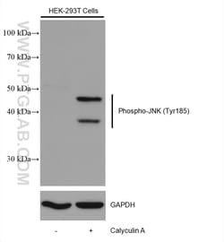 Phospho-JNK (Tyr185) Rabbit Recombinant Antibody, Proteintech:Antibodies:Primary