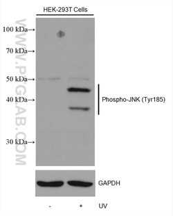 Phospho-JNK (Tyr185) Rabbit Recombinant Antibody, Proteintech:Antibodies:Primary