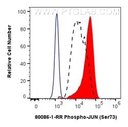 Phospho-JUN (Ser73) Rabbit Recombinant Antibody, Proteintech Unconjugated;