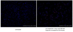 Phospho-JUN (Ser73) Rabbit Recombinant Antibody, Proteintech Unconjugated;