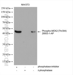 Phospho-MEK2 (Thr394) Rabbit Polyclonal Antibody, Proteintech Unconjugated;
