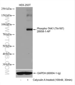 Phospho-TAK1 (Thr187) Rabbit Polyclonal Antibody, Proteintech Unconjugated;