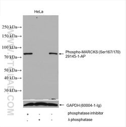 Phospho-MARCKS (Ser167/170) Rabbit anti-Human, Polyclonal, Proteintech